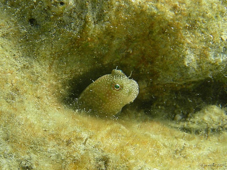 11.32- Blennie curieux dans son trou.JPG